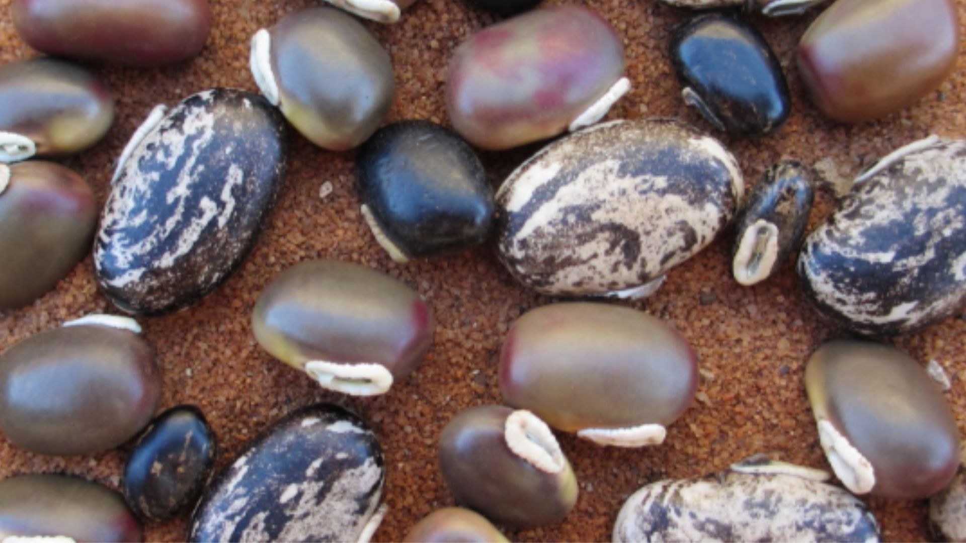 A picture with different types of Mucuna Beans