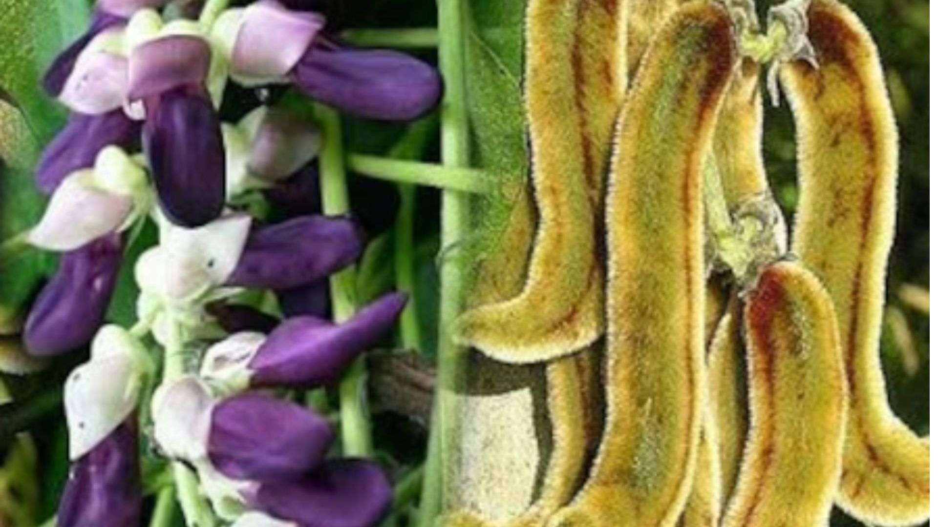 A picture of Mucuna Beans.