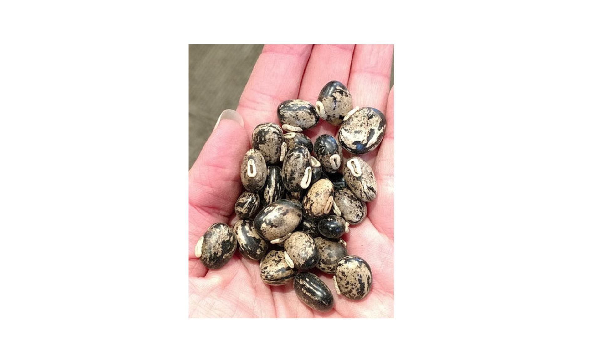 Close-up of a hand holding a bunch of mucuna beans