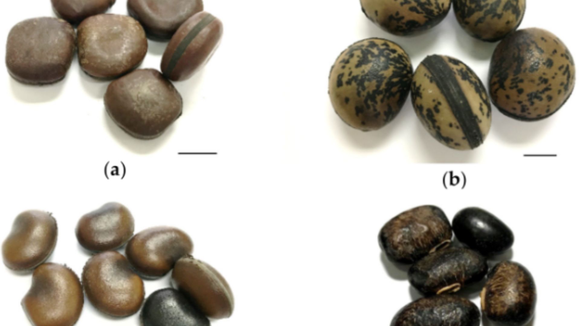 Different Types of Mucuna Beans