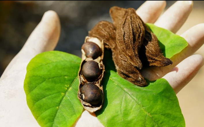 mucuna beans in depression treatment