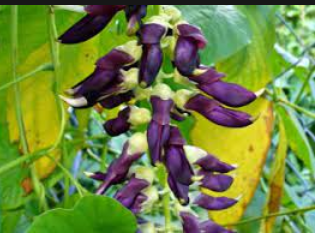 Unlocking the Potential: Exploring Alternative Uses of Mucuna Beans Beyond Medicine