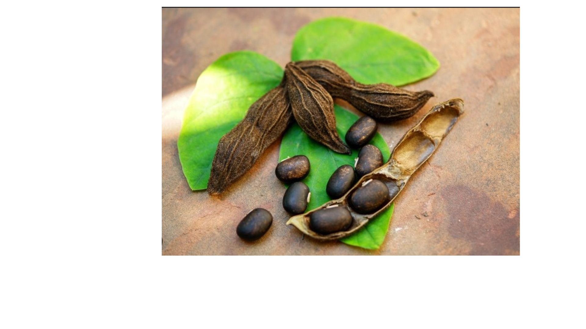 Mucuna Pruriens for Depression: Exploring the Research