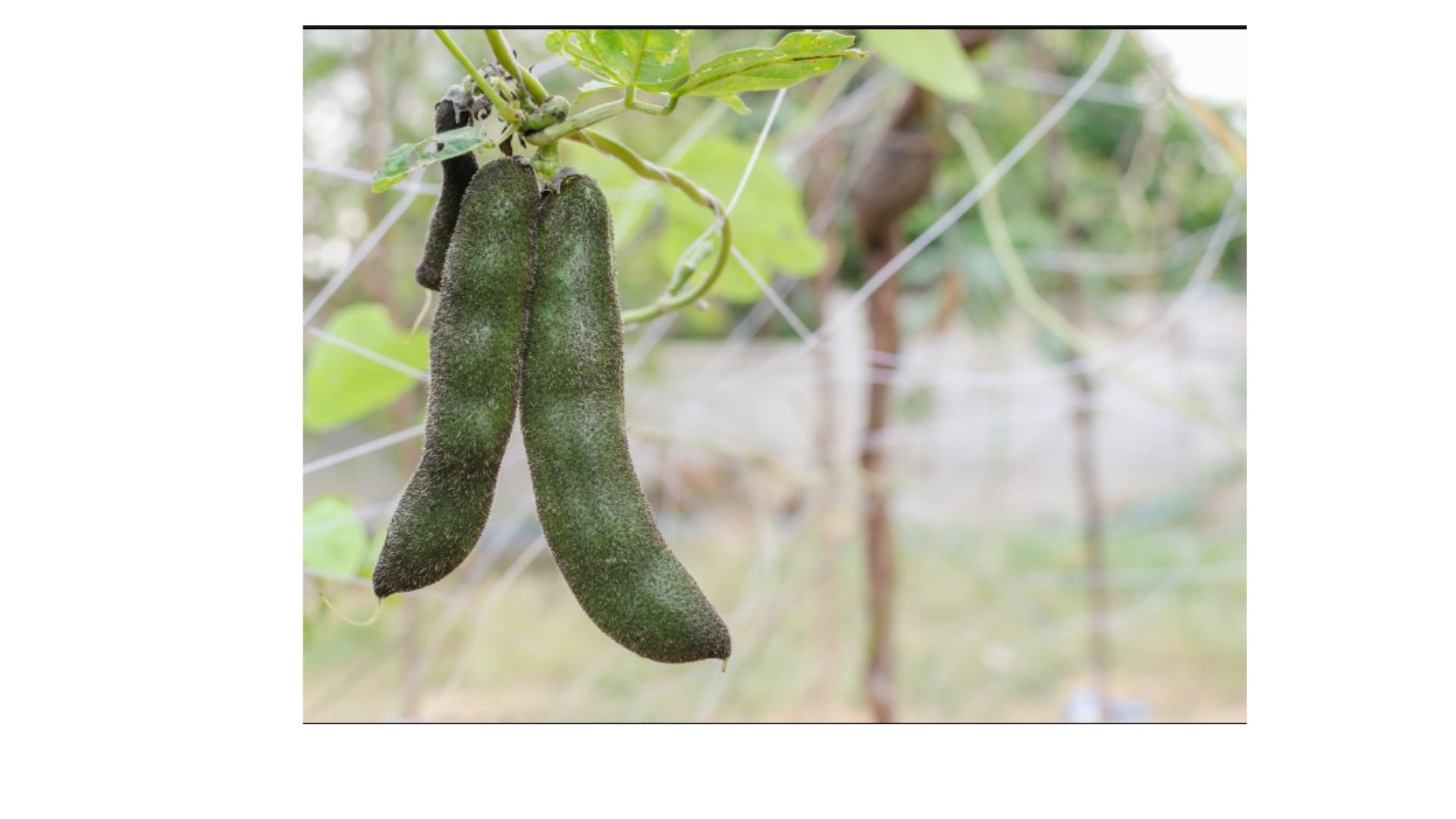 Limitations of Using Mucuna Beans for Clothing